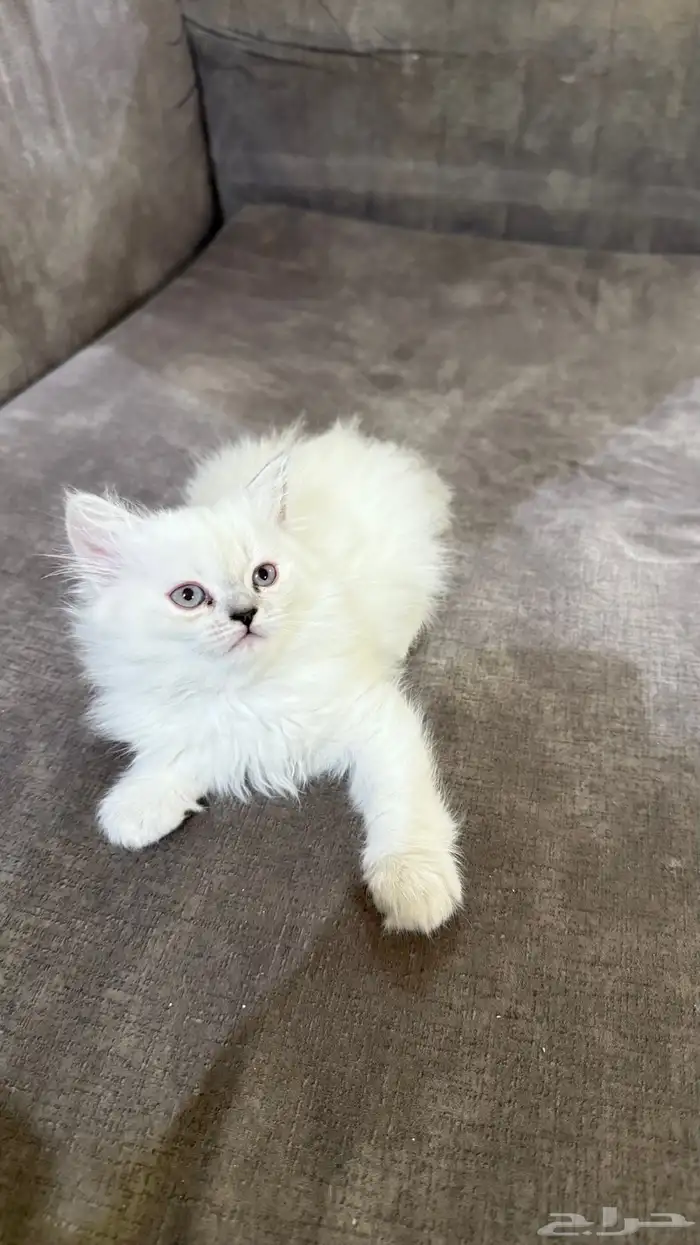 للبيع قطط كتن الام شيرازي و الاب سيامي 2