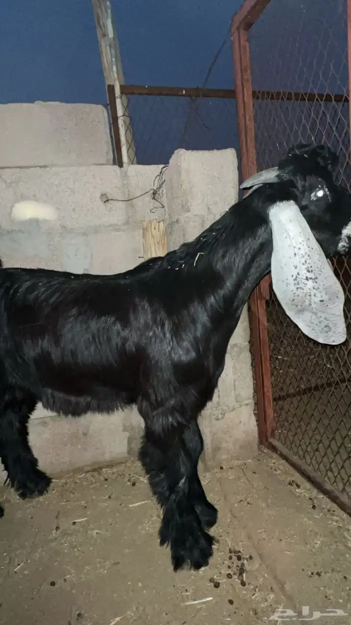 مستقبل تيس عارضي 0