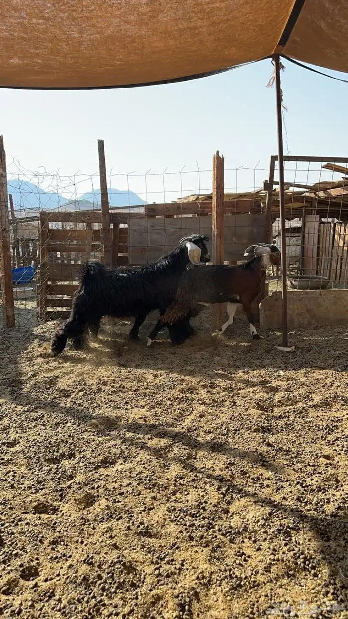 تيوس وجفره للبيع 0