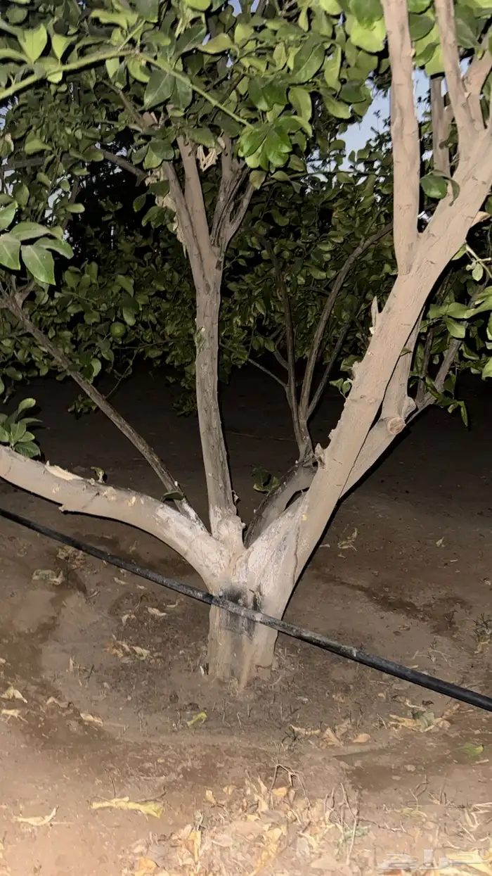 ليمون اضالي شجرة كبيرة من 3 بوص الي 7بوص عمر الشجر تقريبا 1