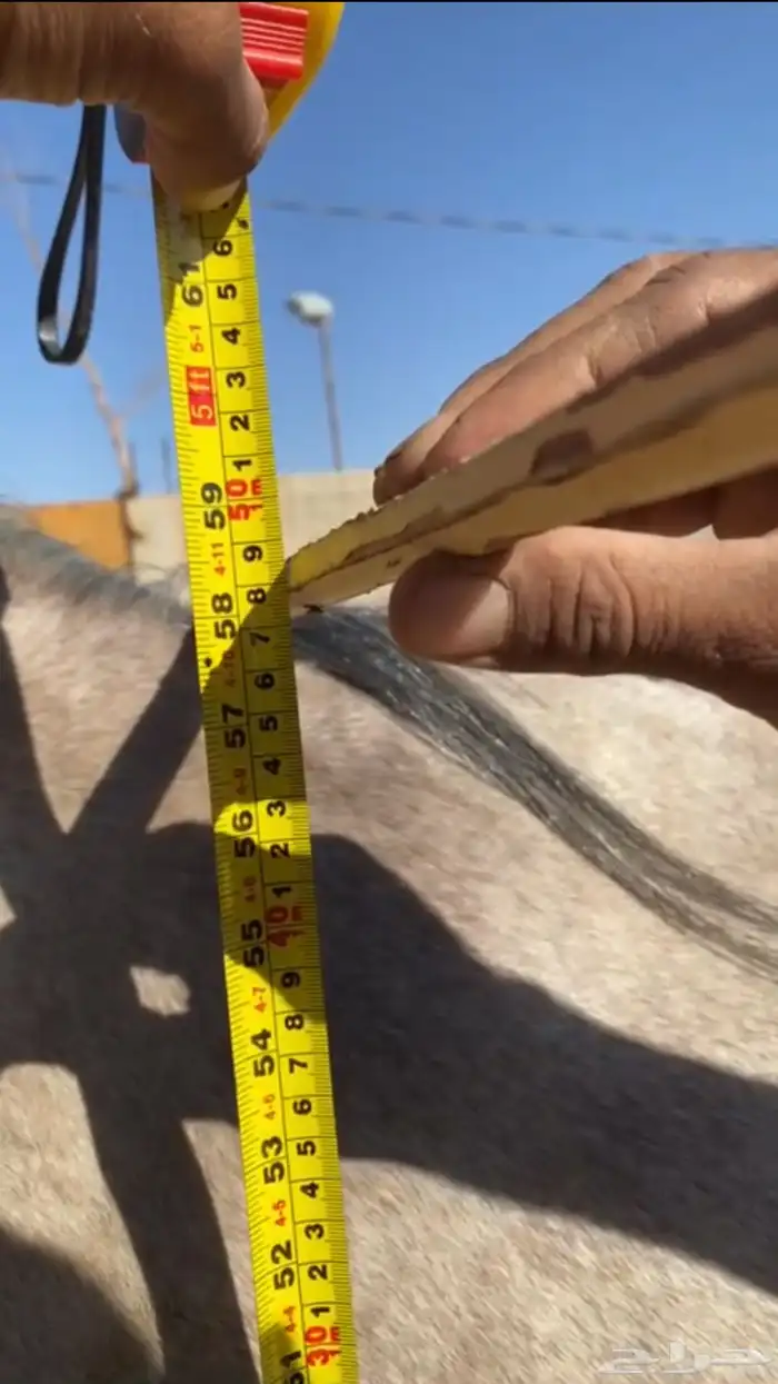 مهره فاخره 4