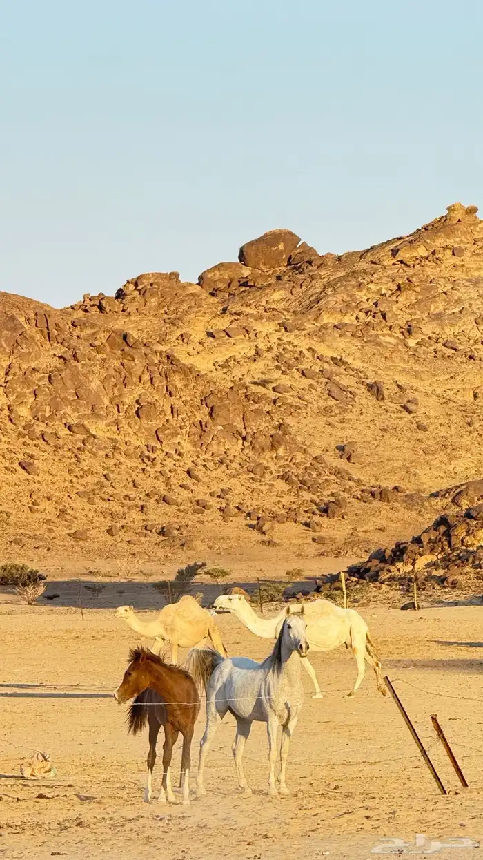 فرس ومهره وحصانين 1