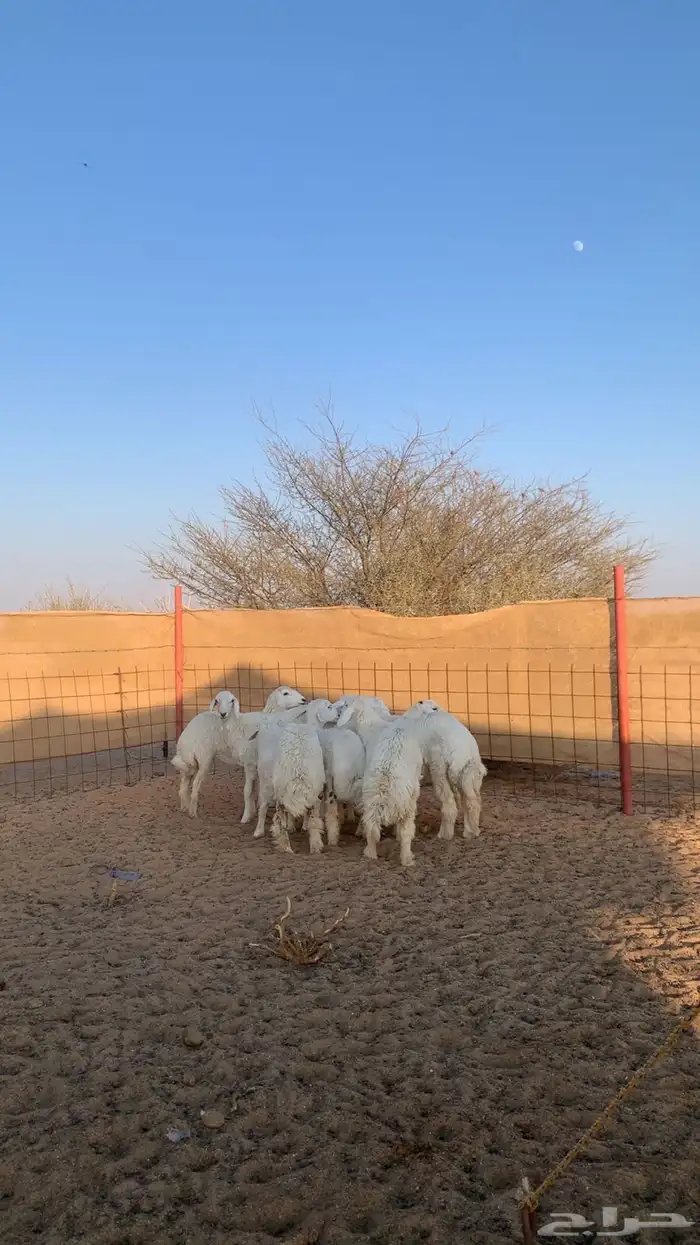 رخال فل شحم 0