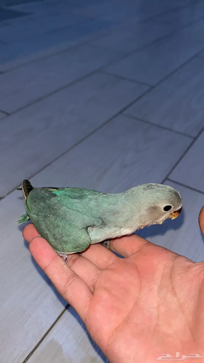 فرخ روز غر 0