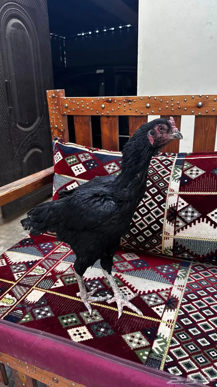 دجاجه باكستانيه سنديه جرم نادر (( تم البيع )) 2