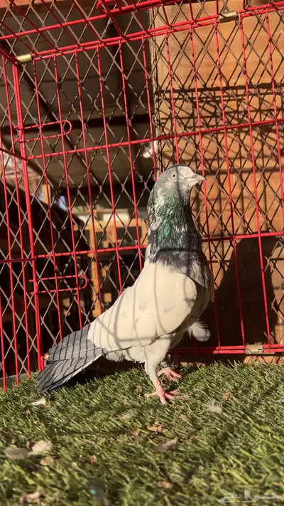 حمام باكستاني index