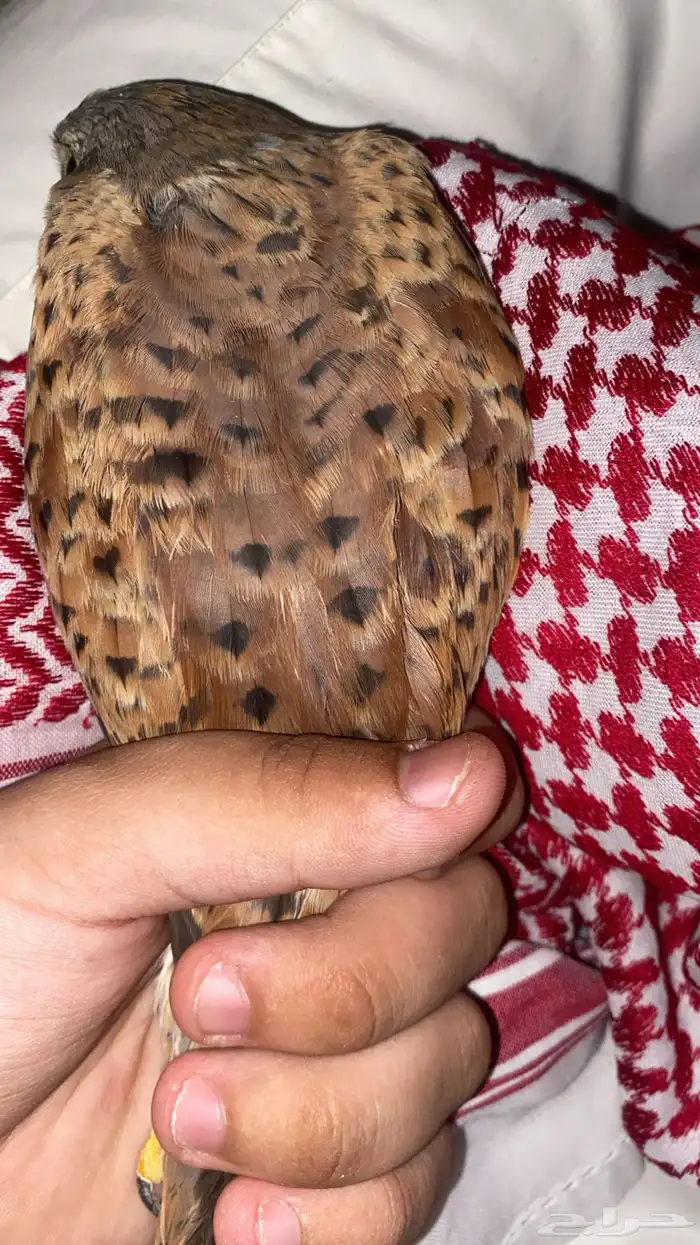 باشق البيع عجل 3