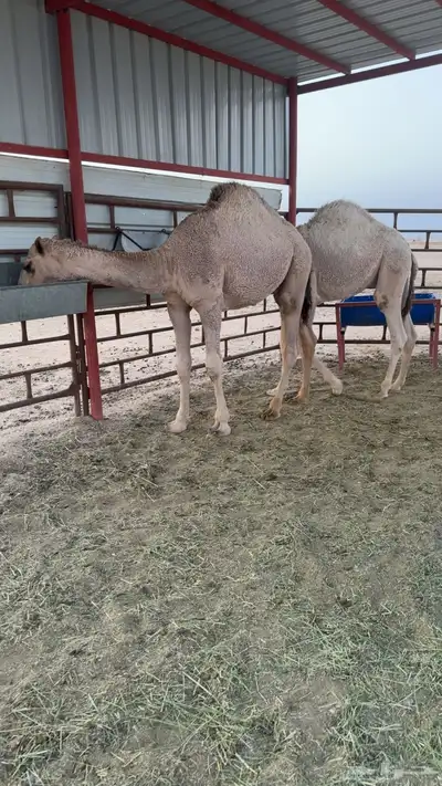 للبيع قعدان index