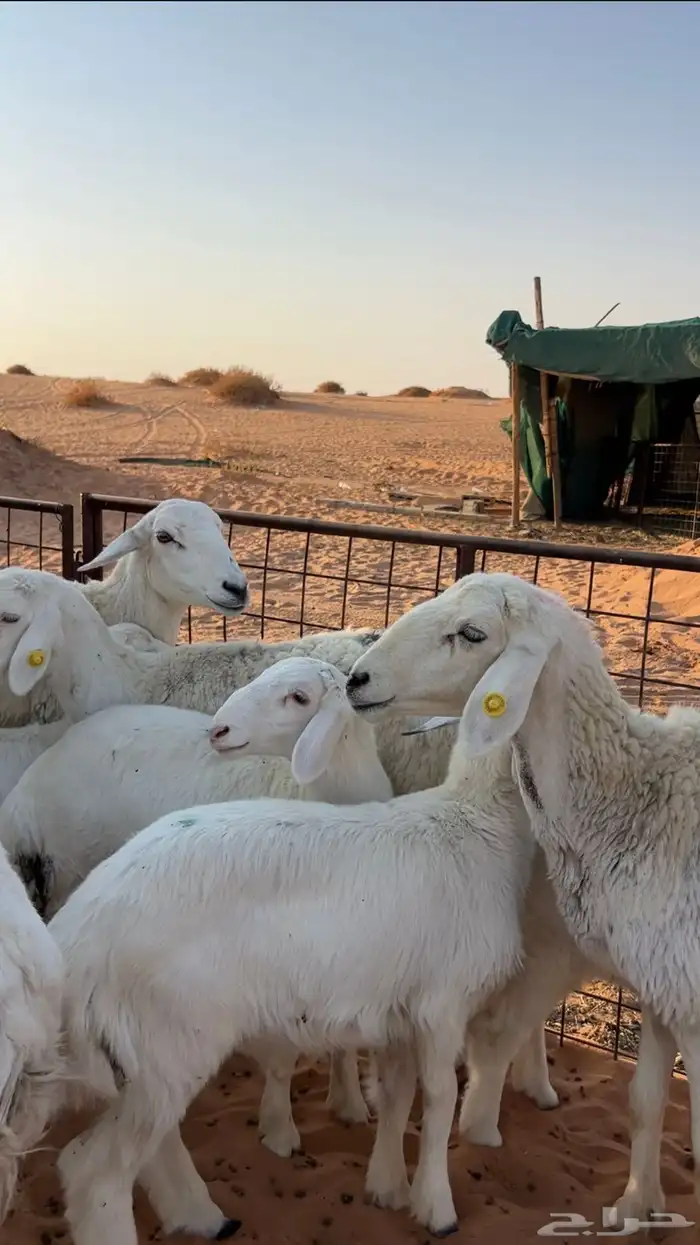 حريات متابيع عيالها ذبايح وهي مقرعه 5