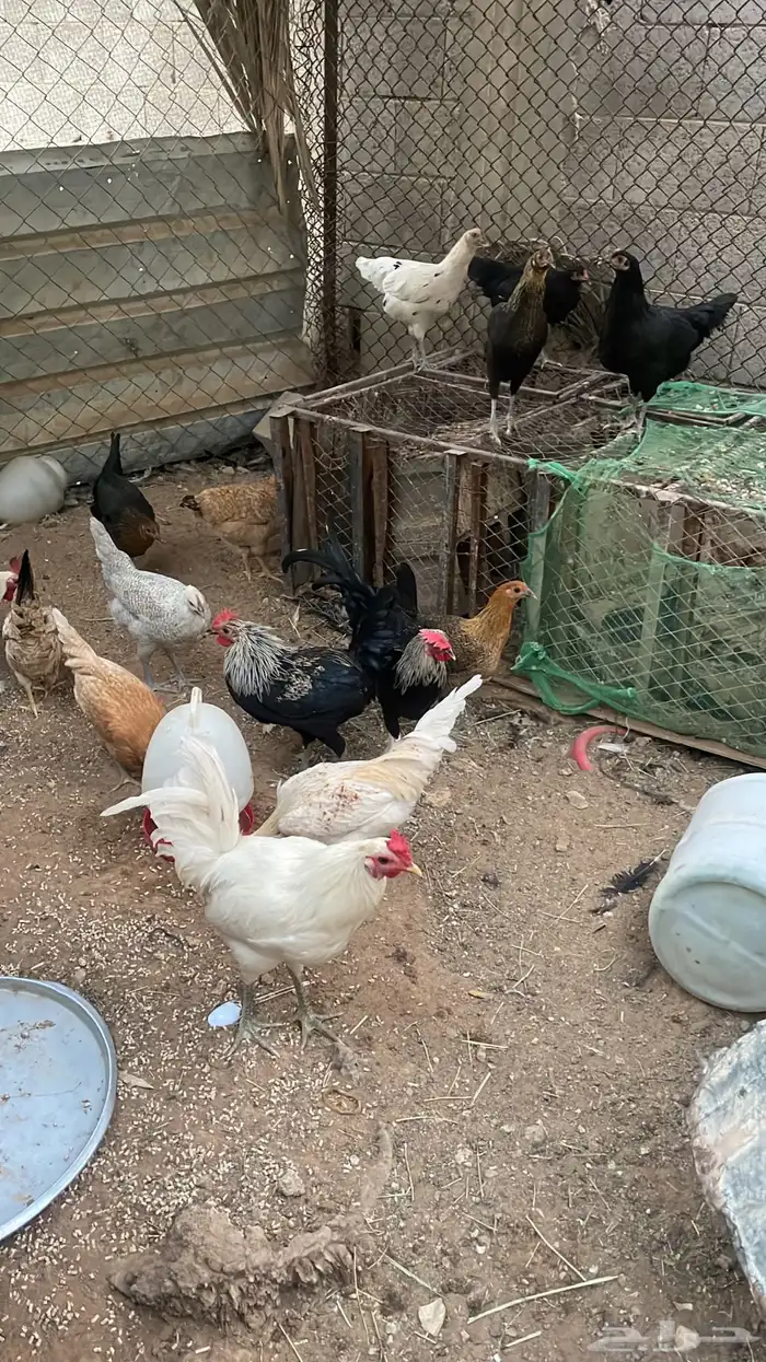 فقاسه 150 بيضه 1