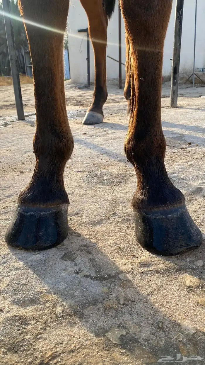 فرس شعبية للبيع 4