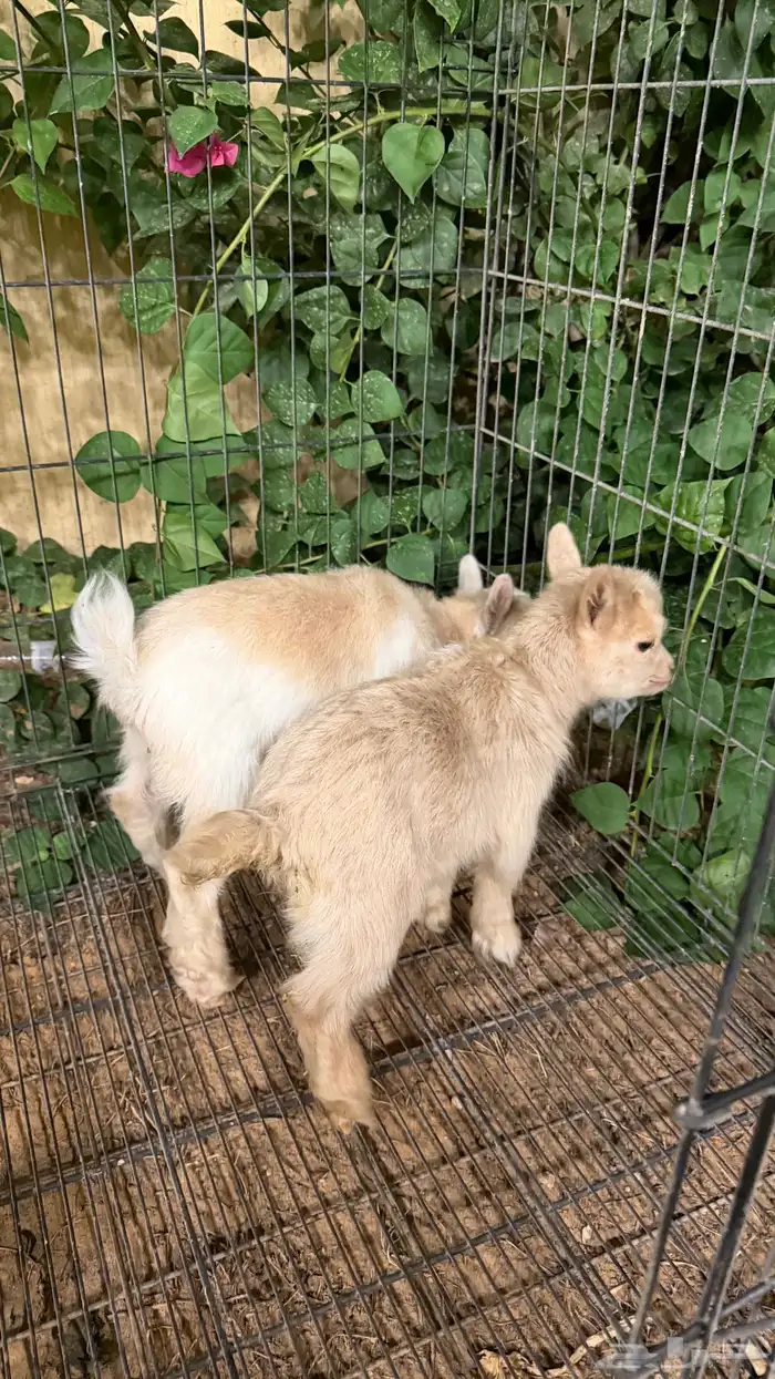 جوز ماعز قزم بيور (تم البيع) 2