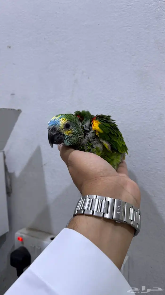 فرخ امزون بلوفرنتد 2