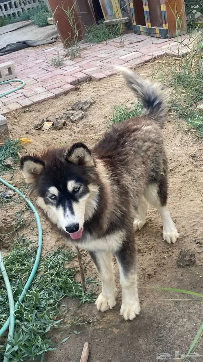 كلبة هاسكي 1