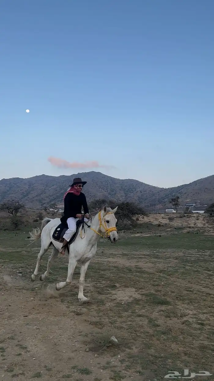 حصان جيزيري 3