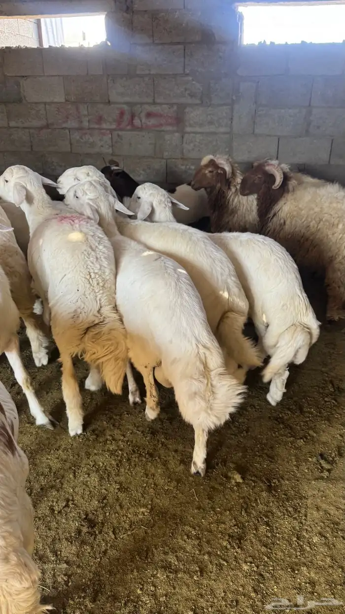 للبيع خرفان 2