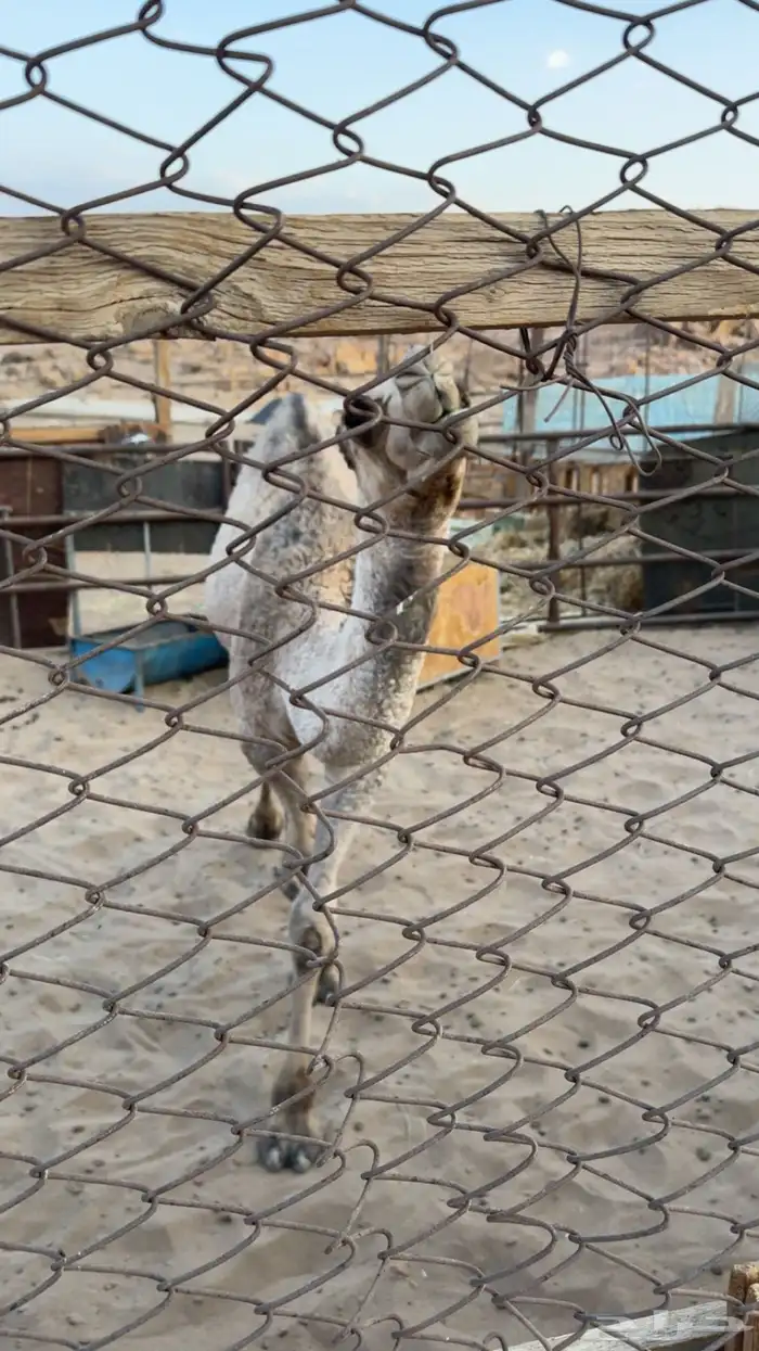 قعدان ثنين للبيع 1