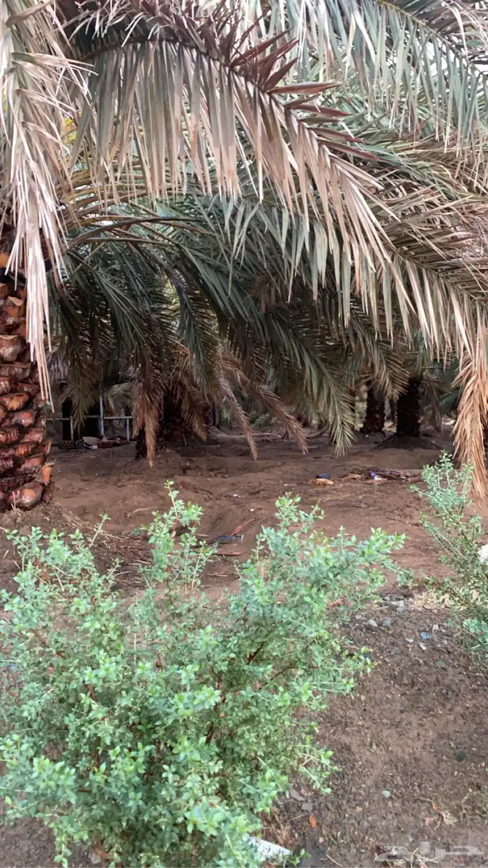 مزرعه الايجار المدينه الزباير 10