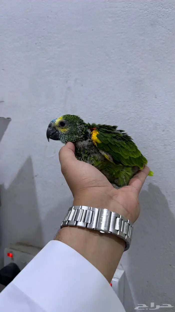 فرخ امزون بلوفرنتد 1