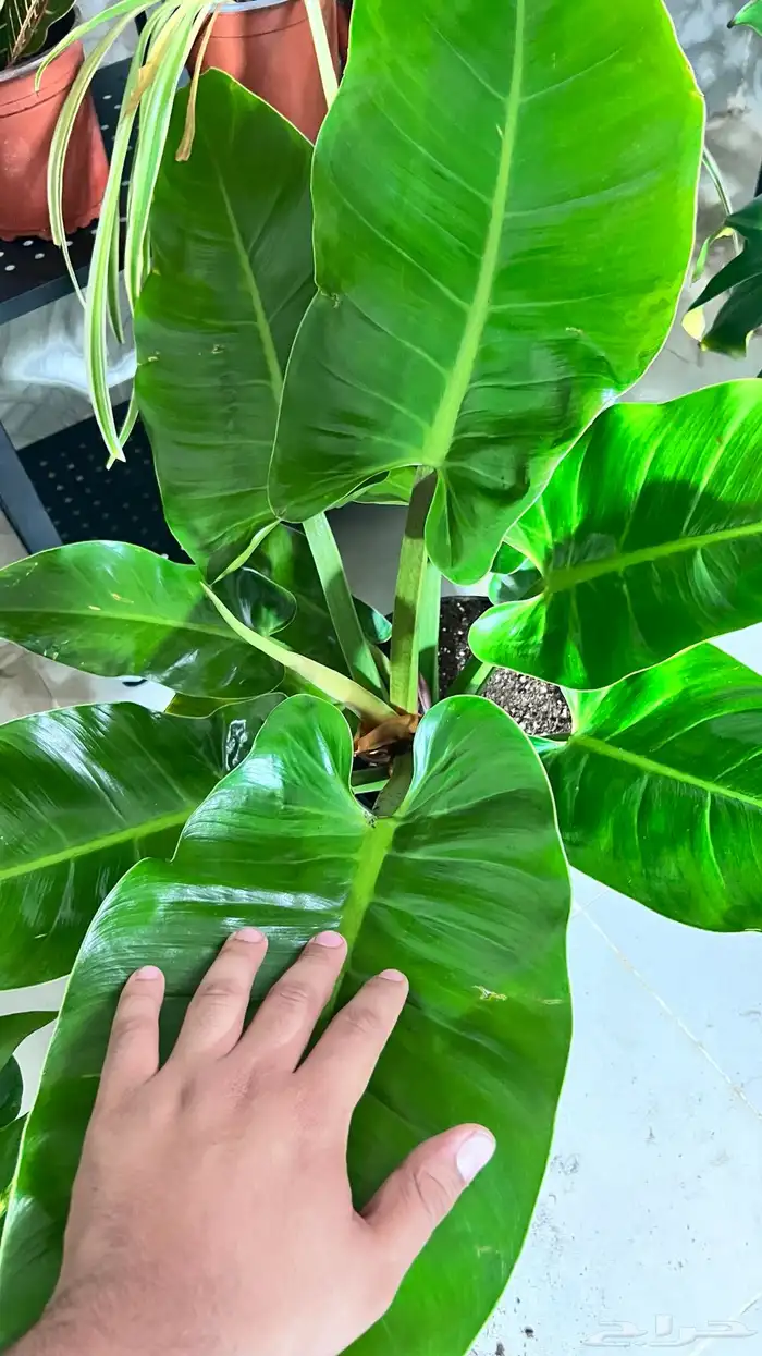 نبتات داخلية 7