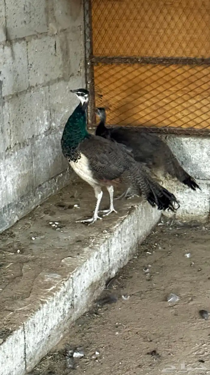 طاوؤس للبيع 0