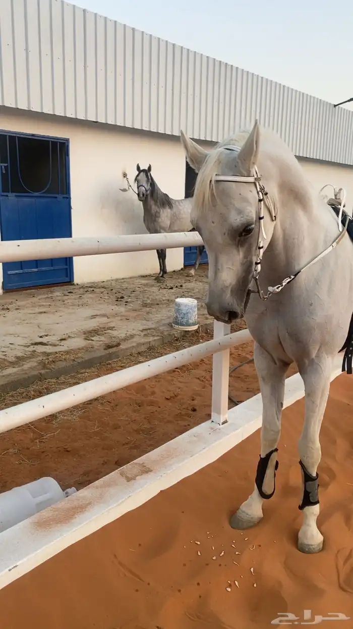 مربط السلطان 3