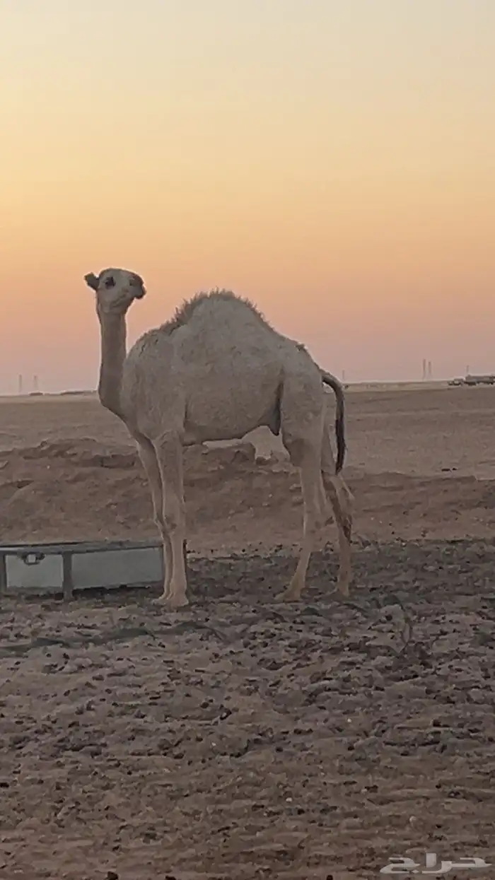 حاشي للبيع 0