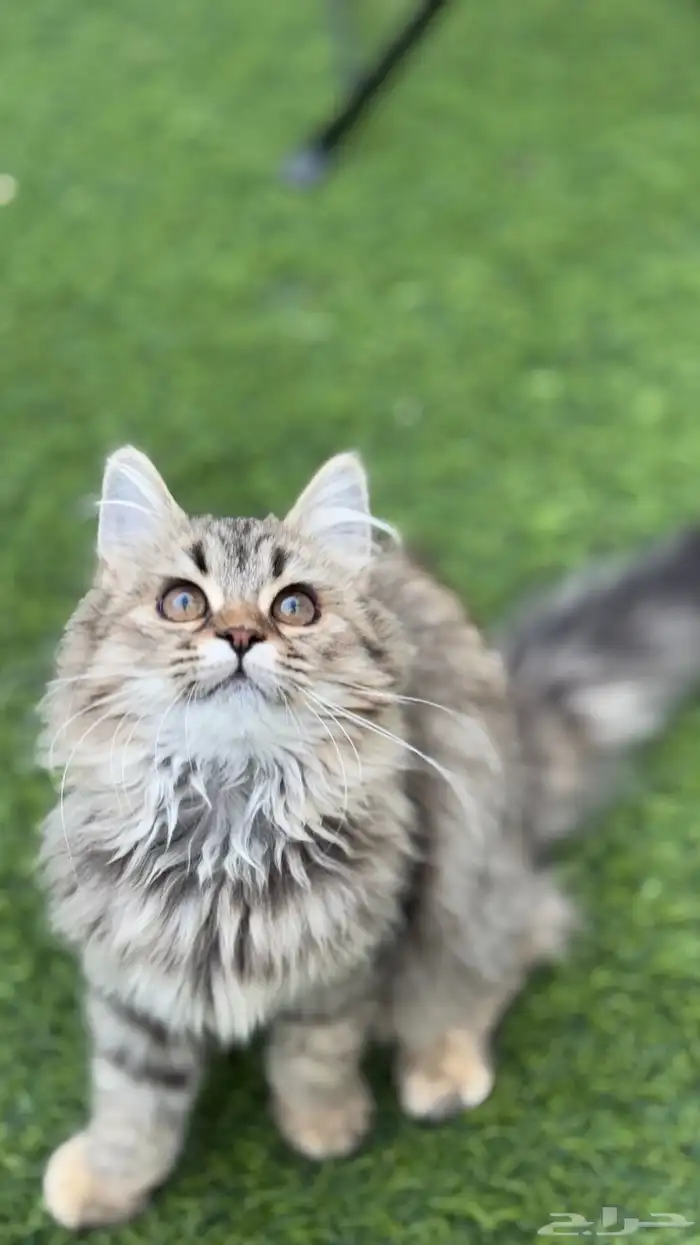 قطه انثى شيرازي (تم التبني) 4