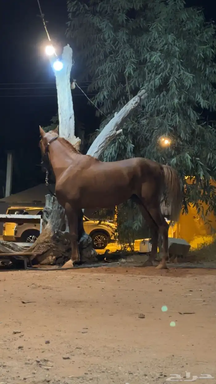 حصان واهو فحل 5