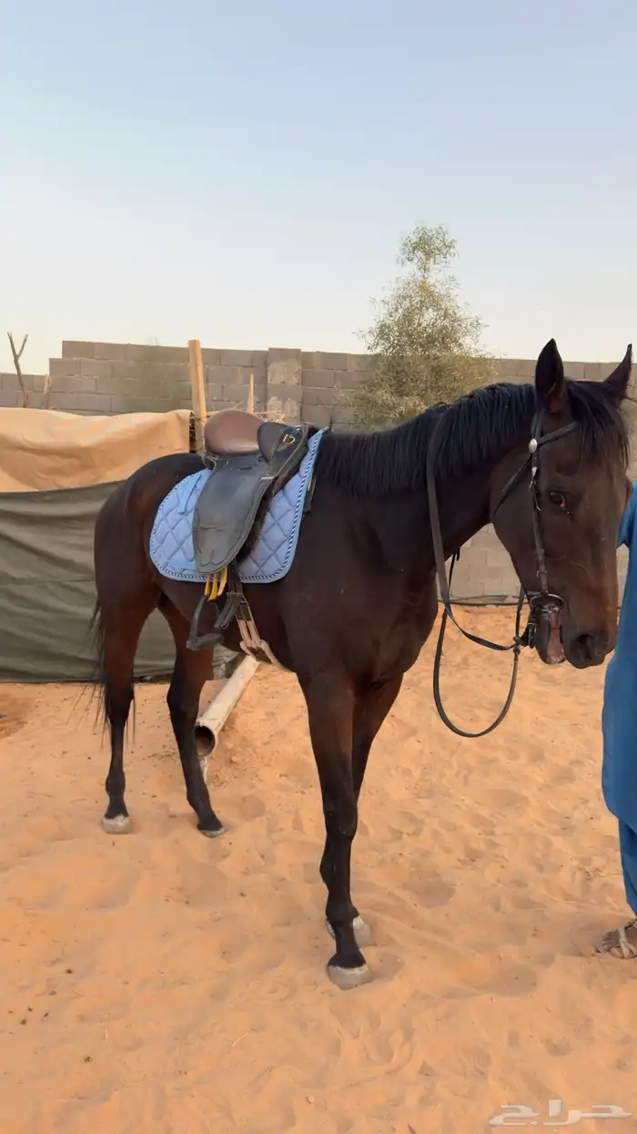 حصان ركوب للبيع 0