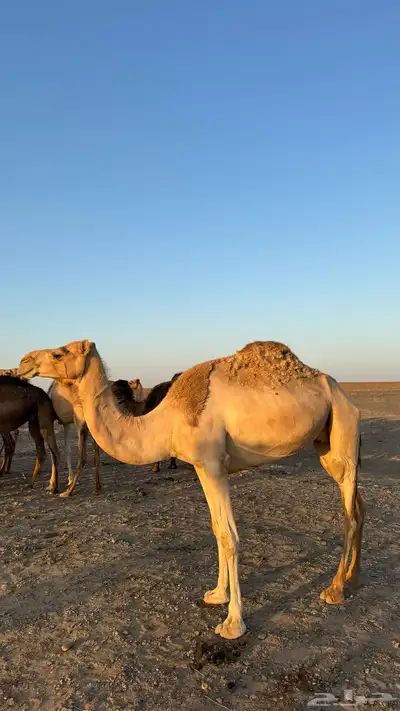 للبيع ناقه index