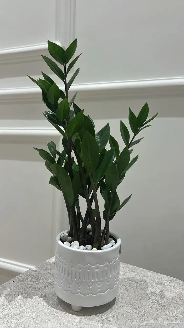 نبته منزليه 0