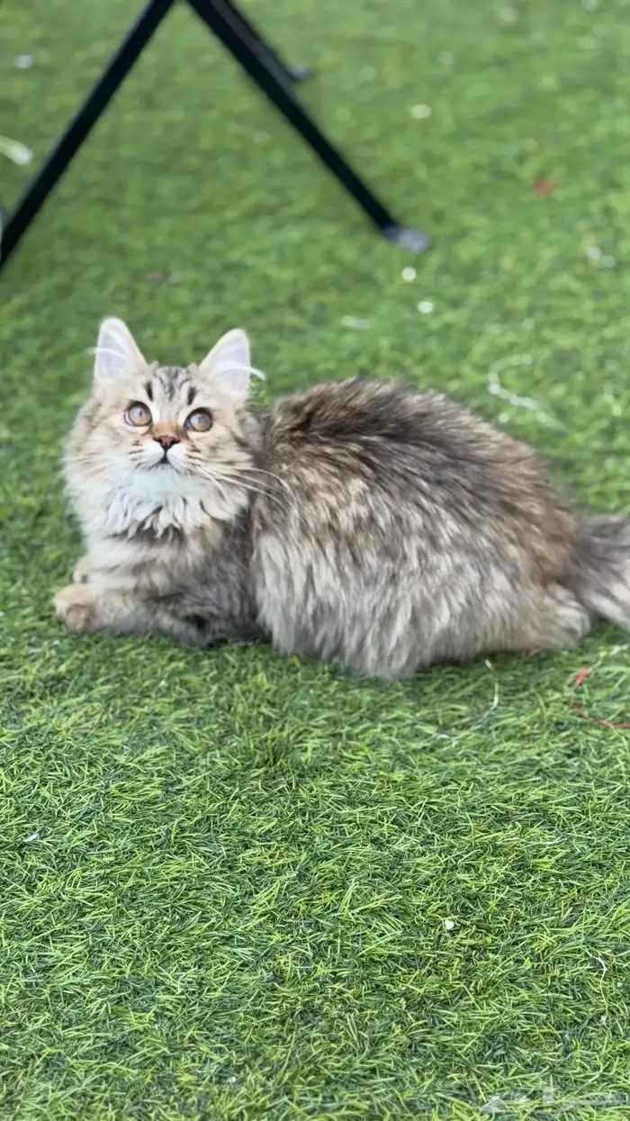 قطه انثى شيرازي (تم التبني) 5