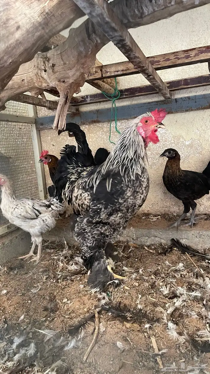 ديك براهما 6