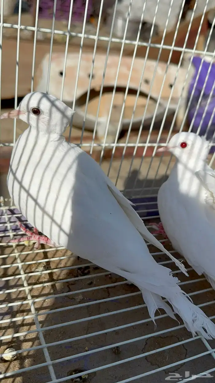 قماري البينو وسلفر 0