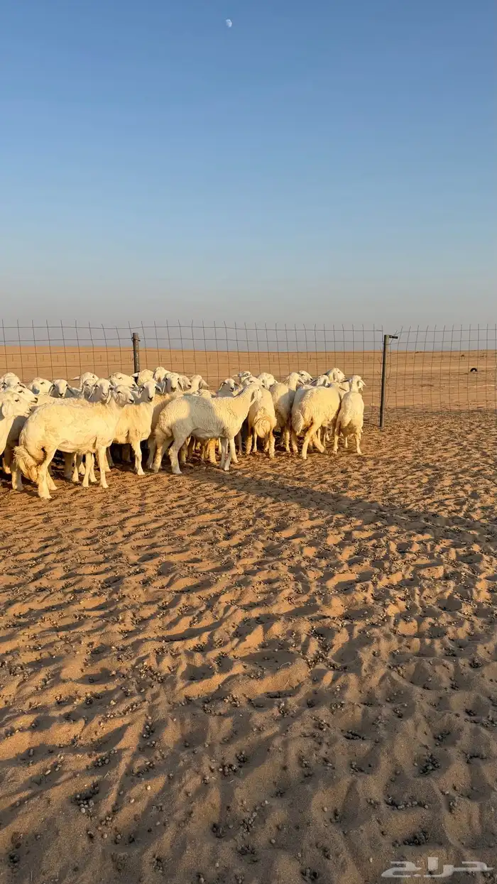 رخال جذعات حرش قطنيه حلال فاخر 8