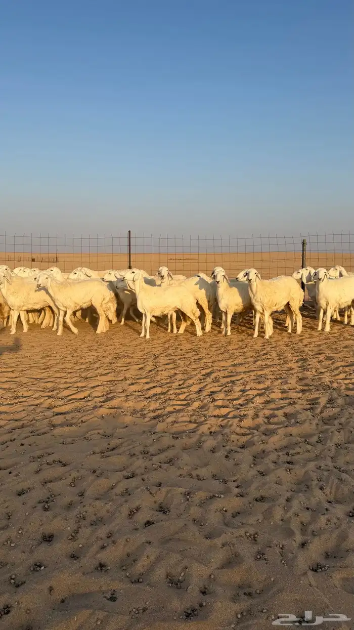 رخال جذعات حرش قطنيه حلال فاخر 0