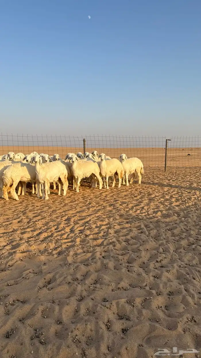 رخال جذعات حرش قطنيه حلال فاخر 10