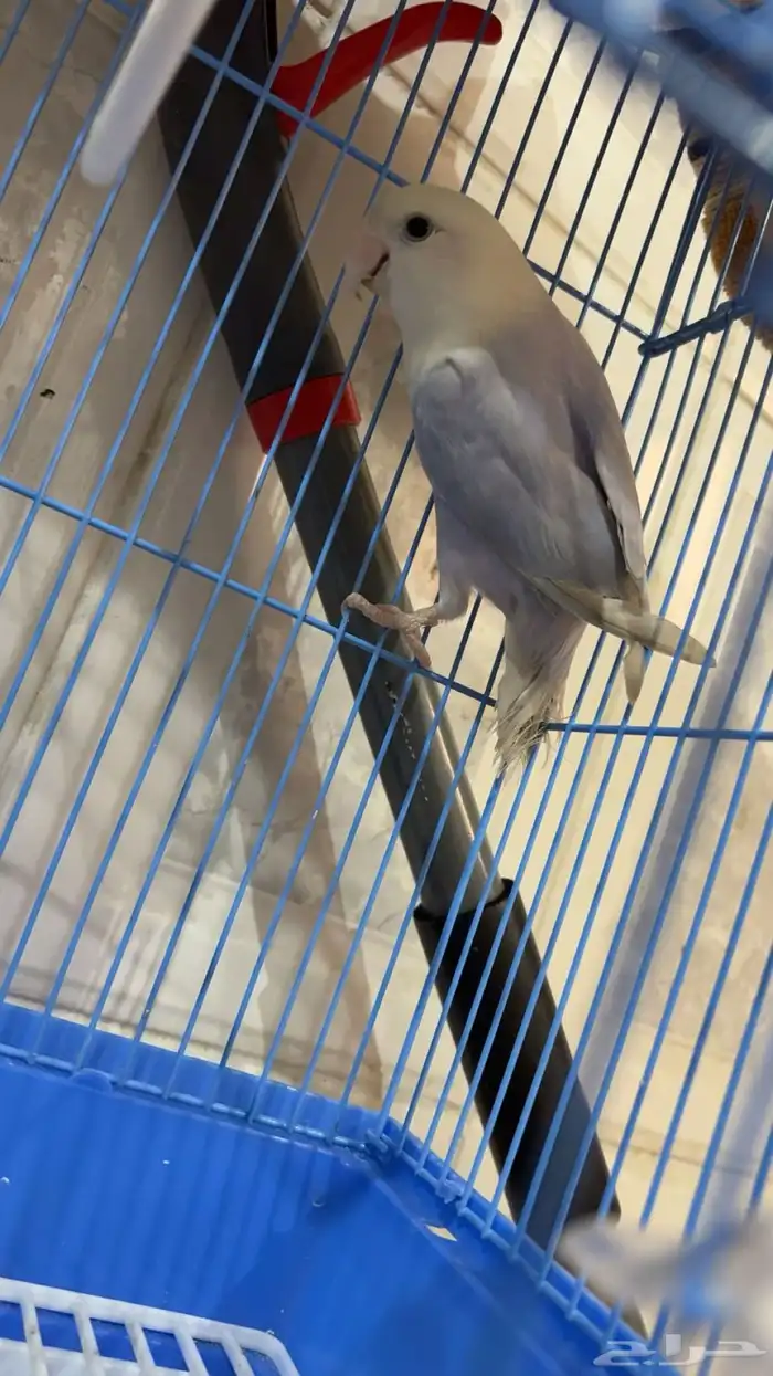 طير روز غير اليف 0