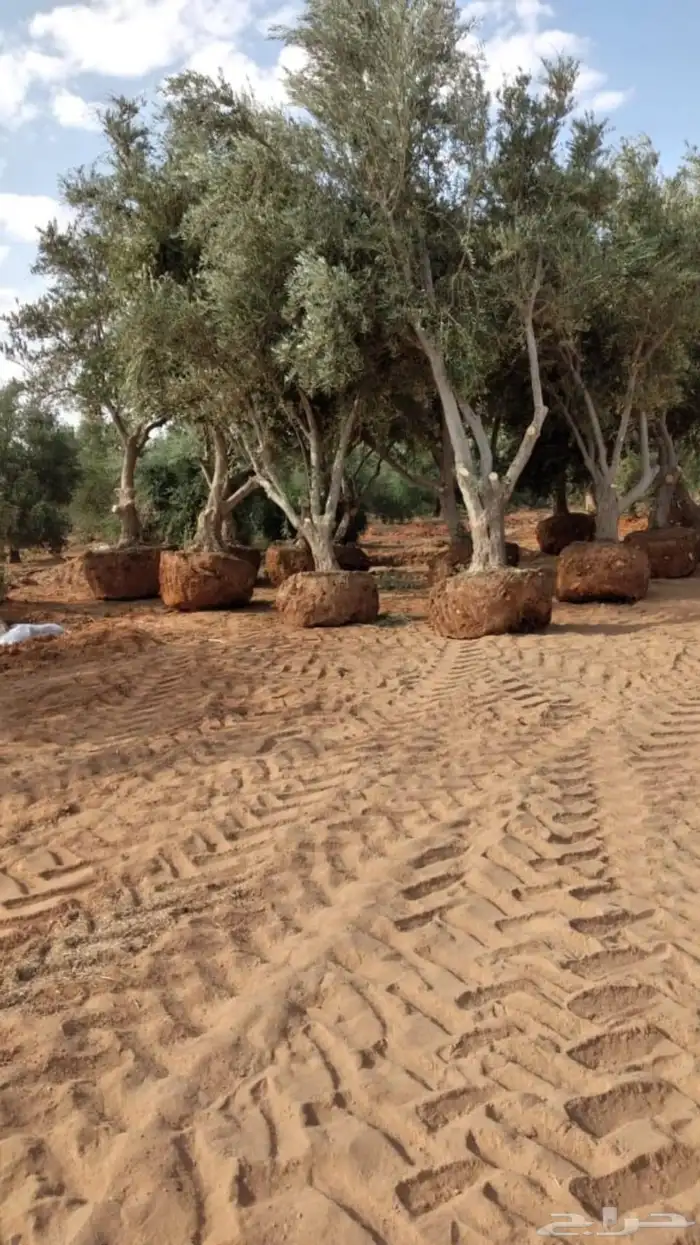 توريد وزراعة اشجار زيتون شجر زيتون 22
