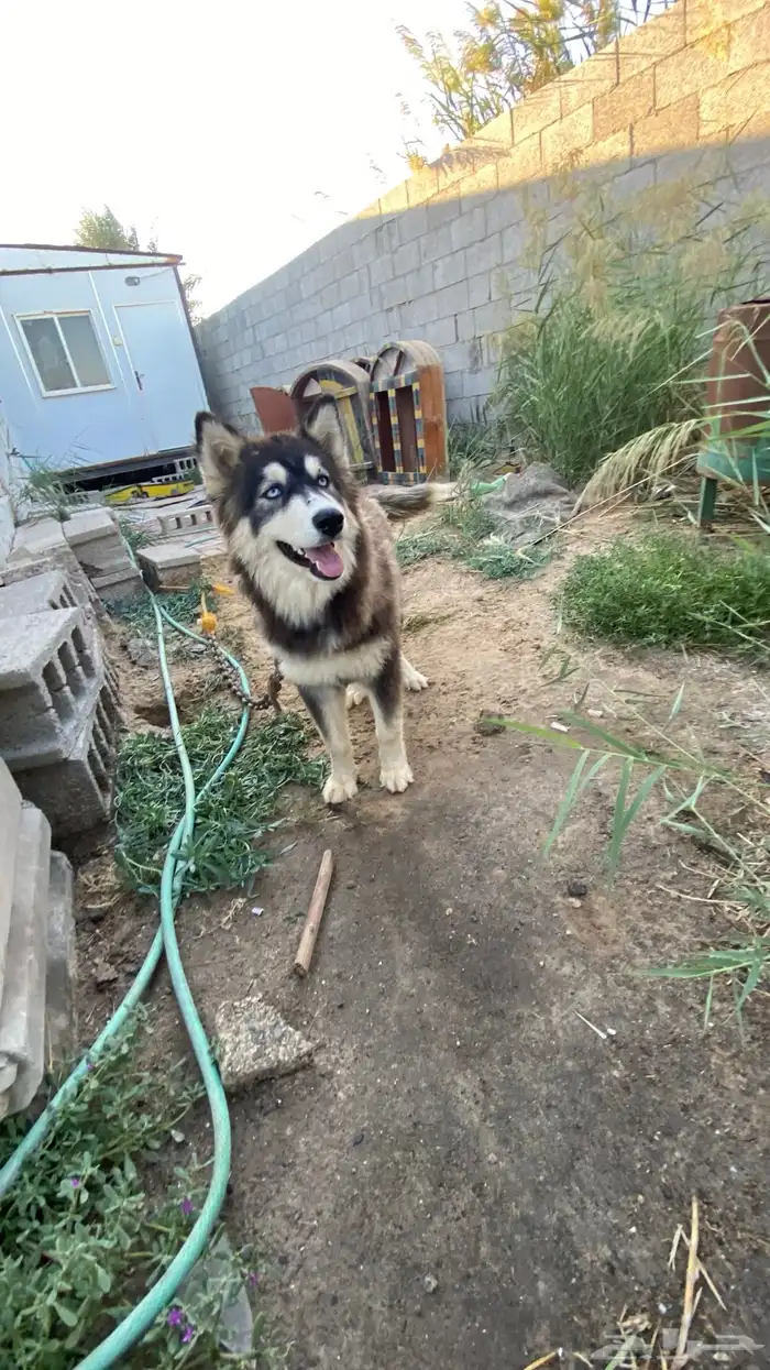 كلبة هاسكي 2