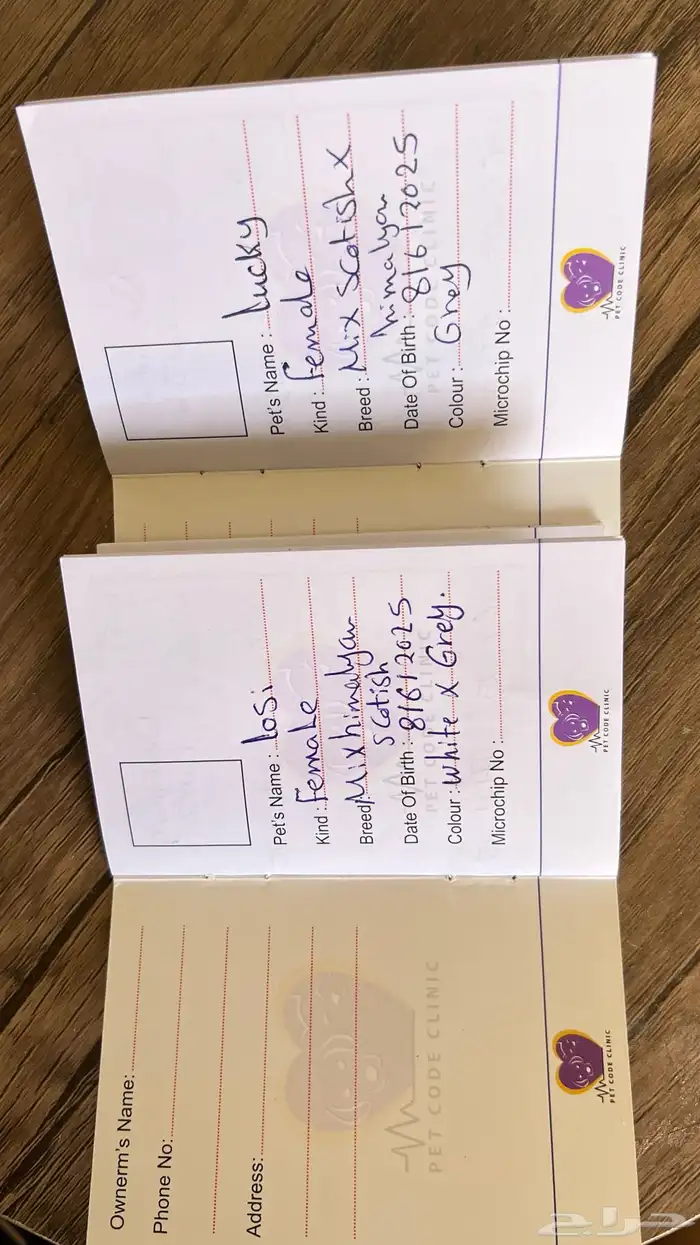 قطة للبيع سكوتش فولد و هملايا 5