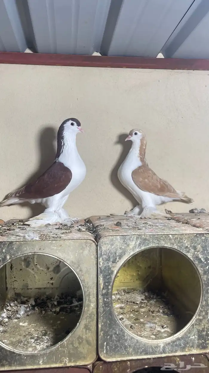 حمام شيرازي فاخر 6