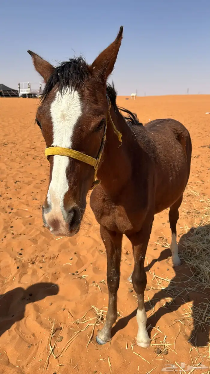 مهره طيبه بدون ورق ابوها كفو وامها كفو 4