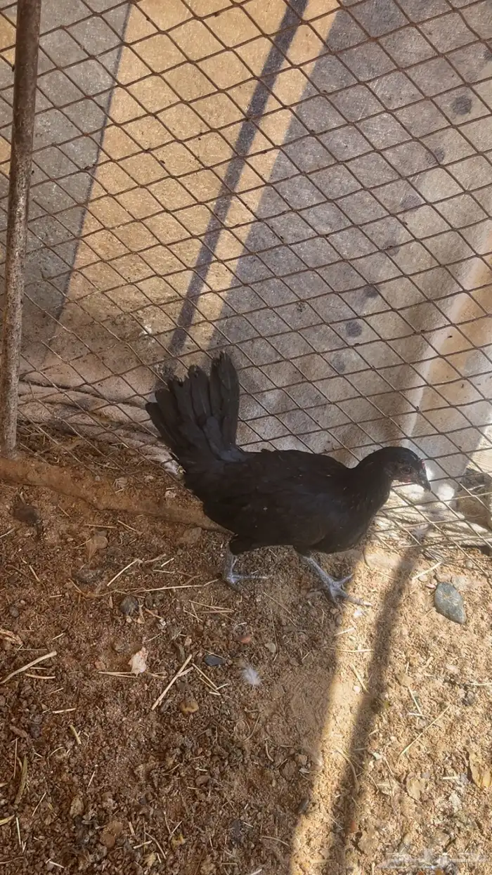 جمد اسود صك علاج ولا مقنوي 0