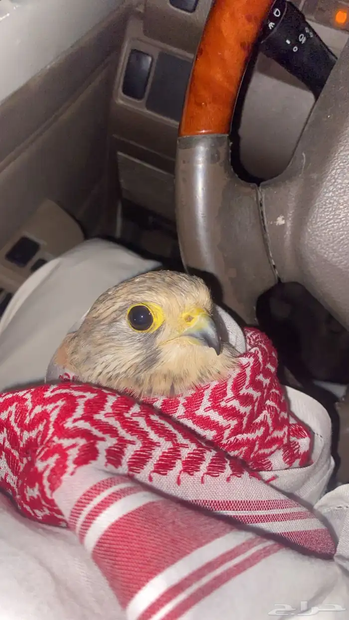 باشق البيع عجل 4