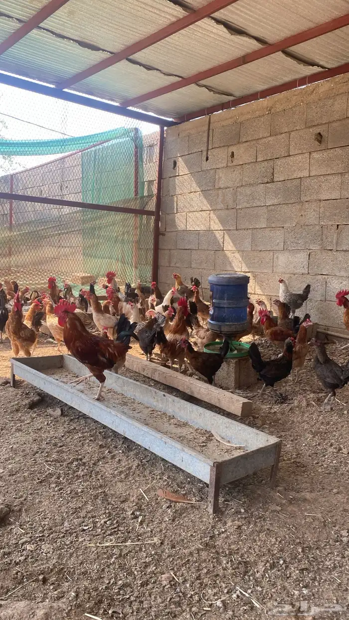 دجاج بلدي للبيع 1