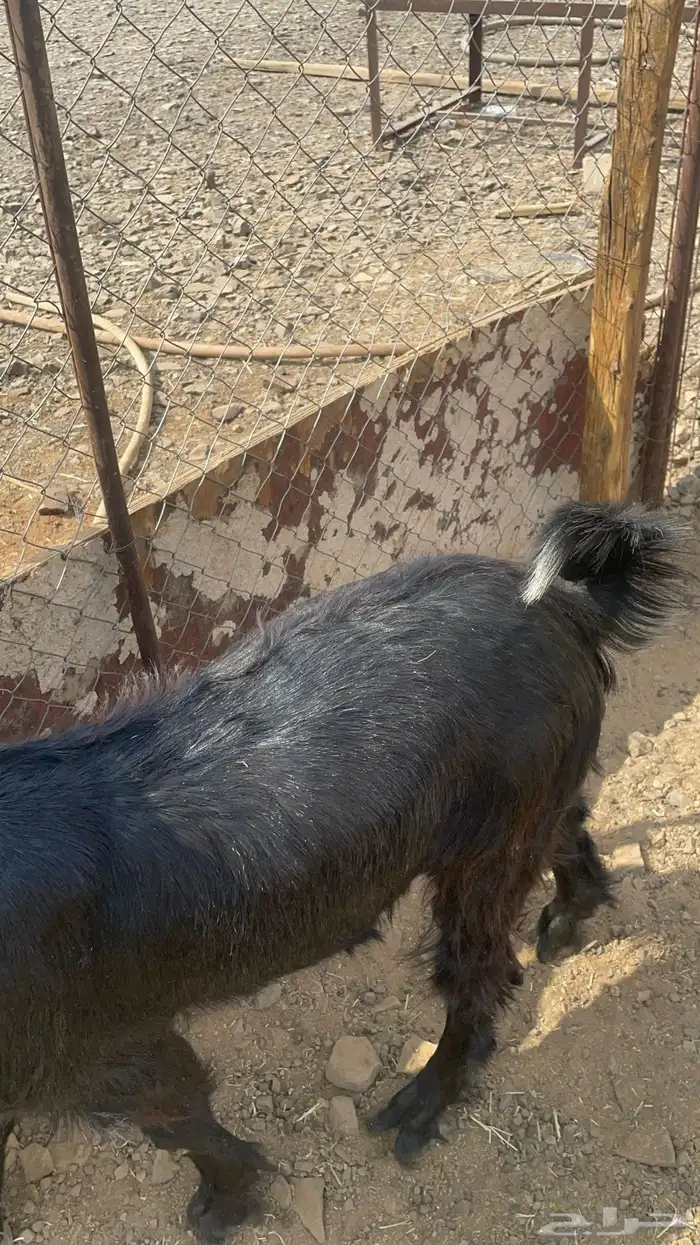 تيس ذبيحه مخصي طيب بالحيل(تم البيع) 7