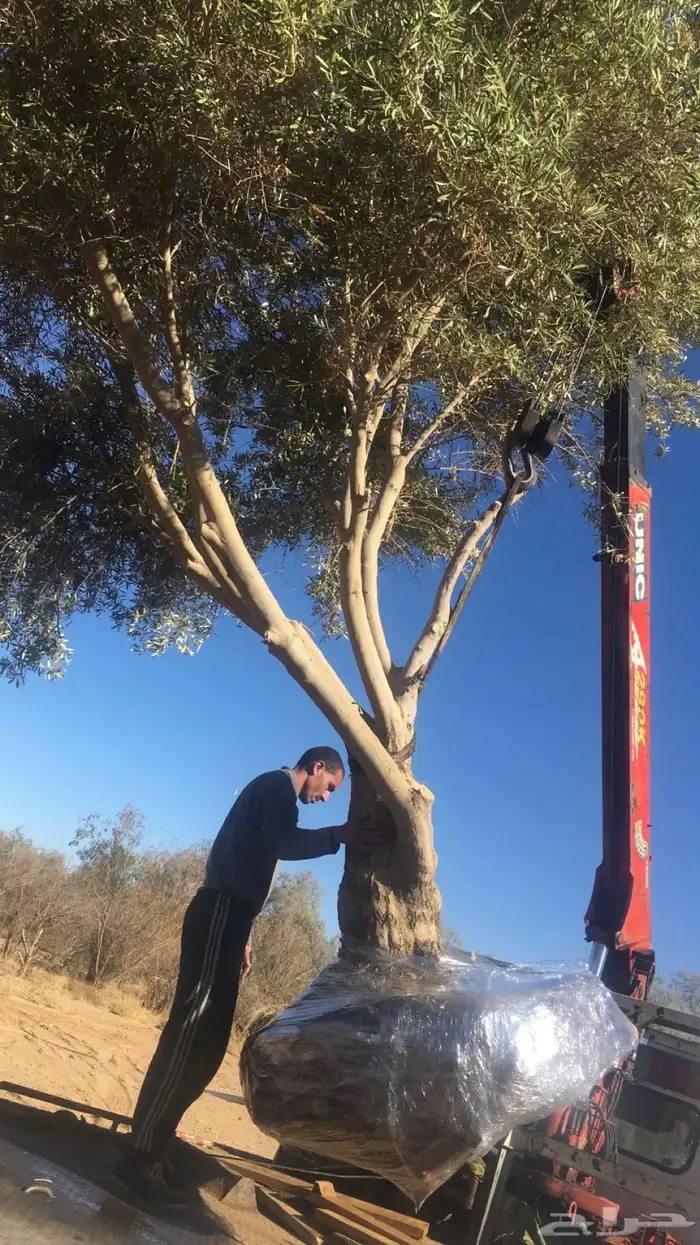 توريد وزراعة اشجار زيتون شجر زيتون 54