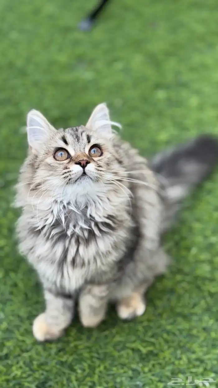 قطه انثى شيرازي (تم التبني) 0